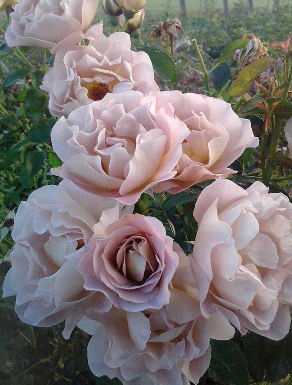 Роза шраб Edouard Vermeulen