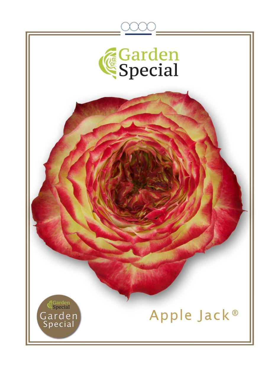 Applejack роза