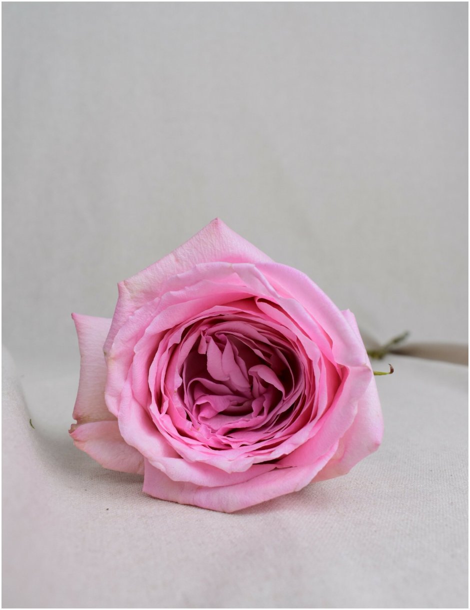 Английская ароматная роза Ohara купить