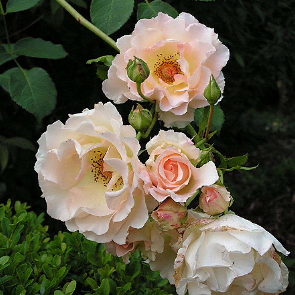 Роза рококо плетистая