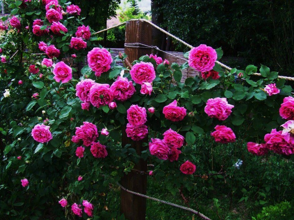 Бурбонская роза Madame Isaac Pereire