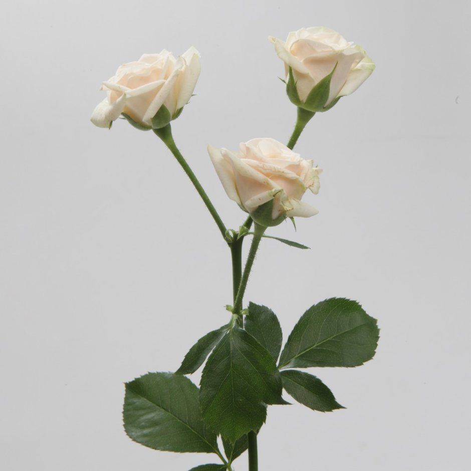 Роза кустовая Elisana