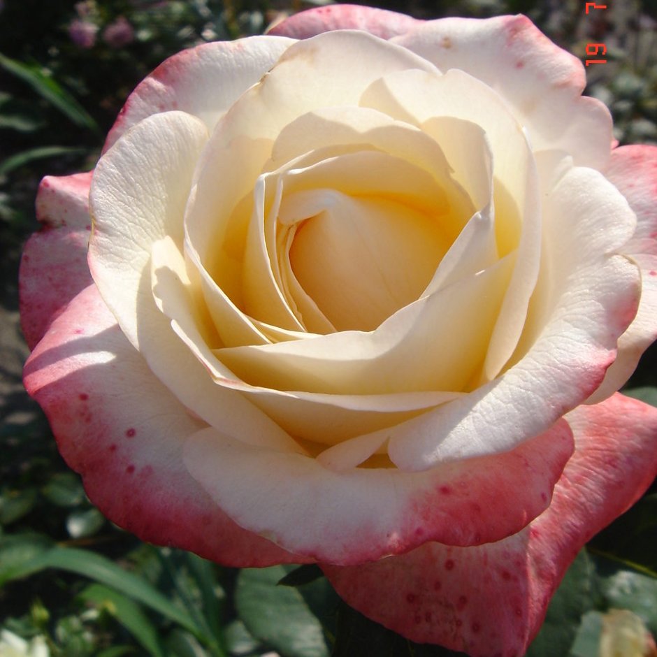 Роза чайно-гибридная Белла Перл