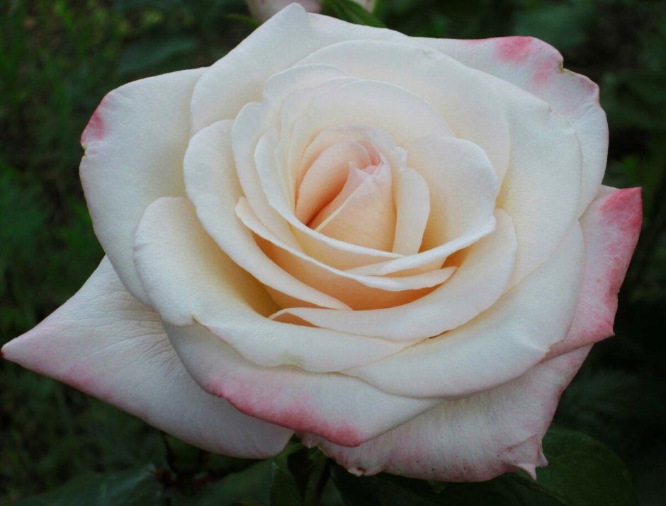Роза перл лодж