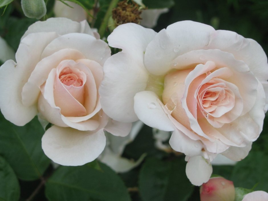 Роза Pearl Avalanche