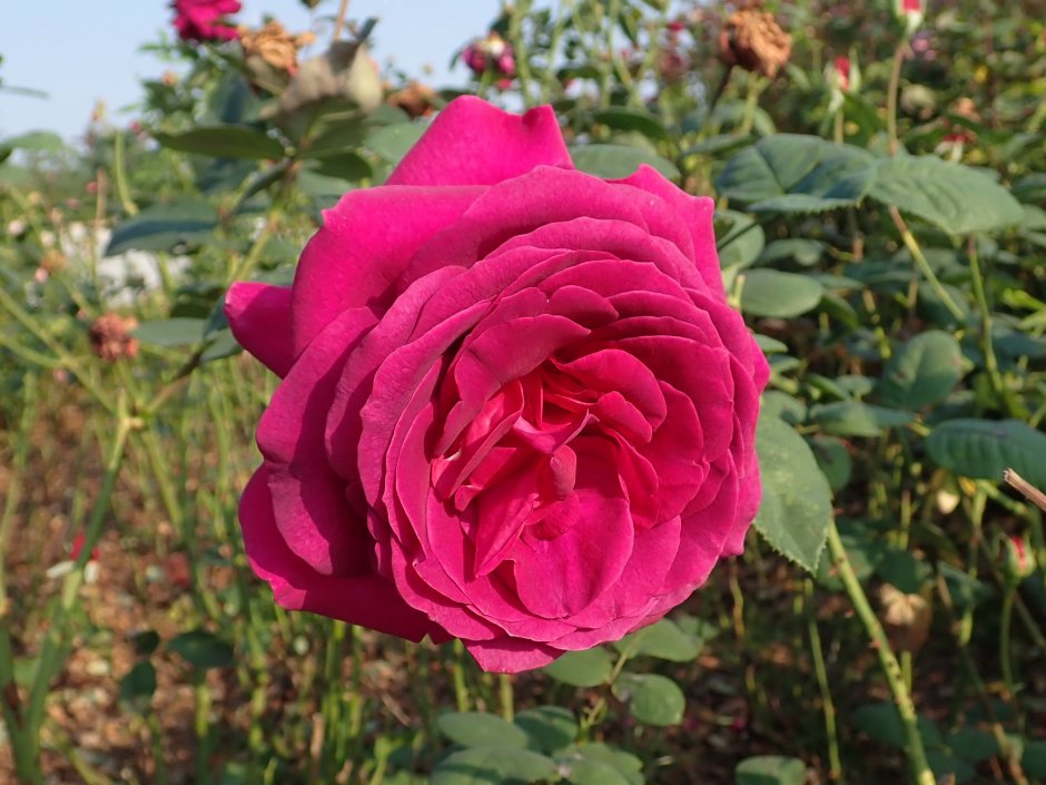 Stephens’ big Purple роза