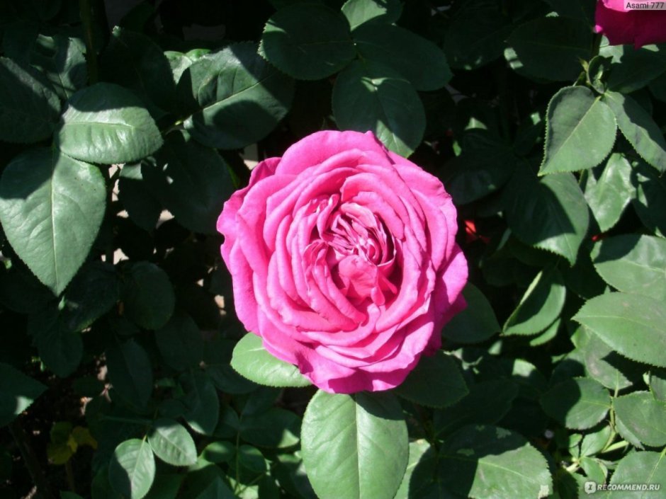 Роза чайно-гибридная Биг Парпл