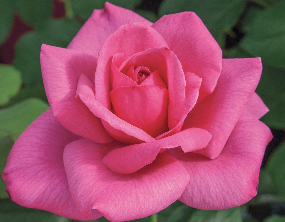 Роза чайно-гибридная Эйфелева башня