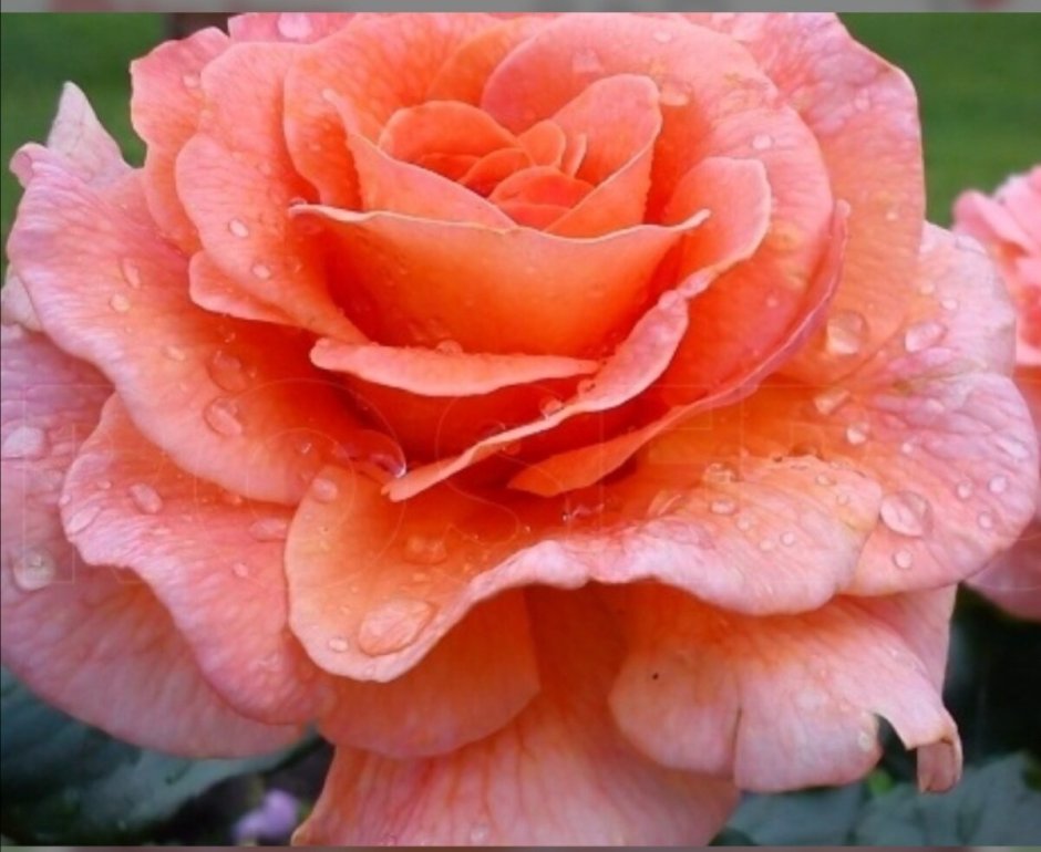 Роза флорибунда персиковая сорта