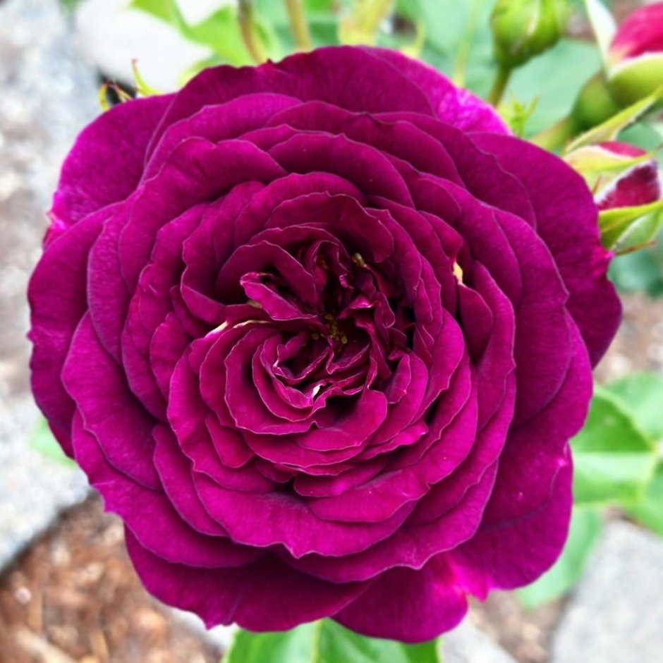 Velvet Twilight роза