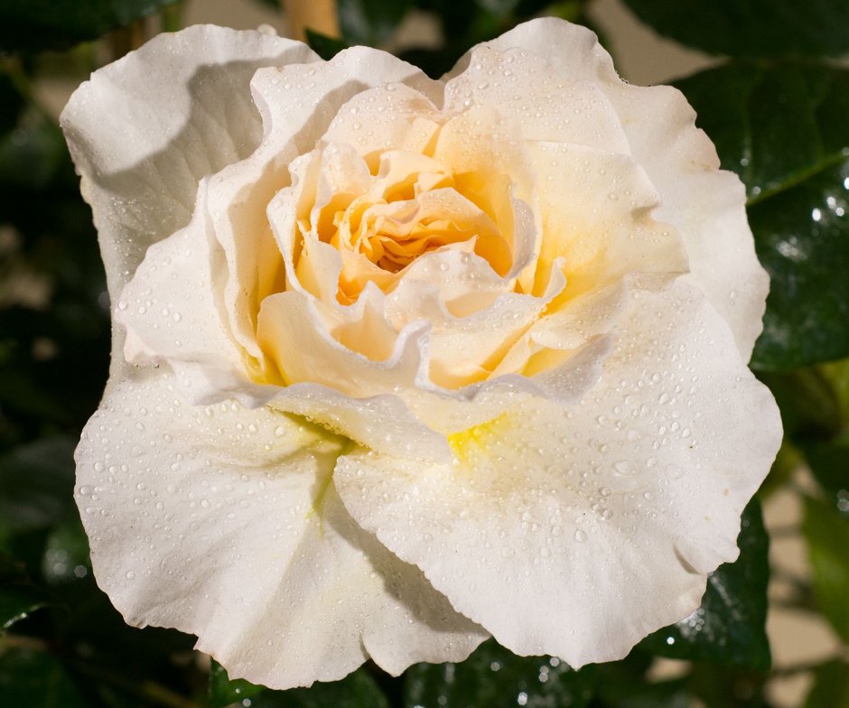 Чайно-гибридные розы Комтесса (Comtessa)