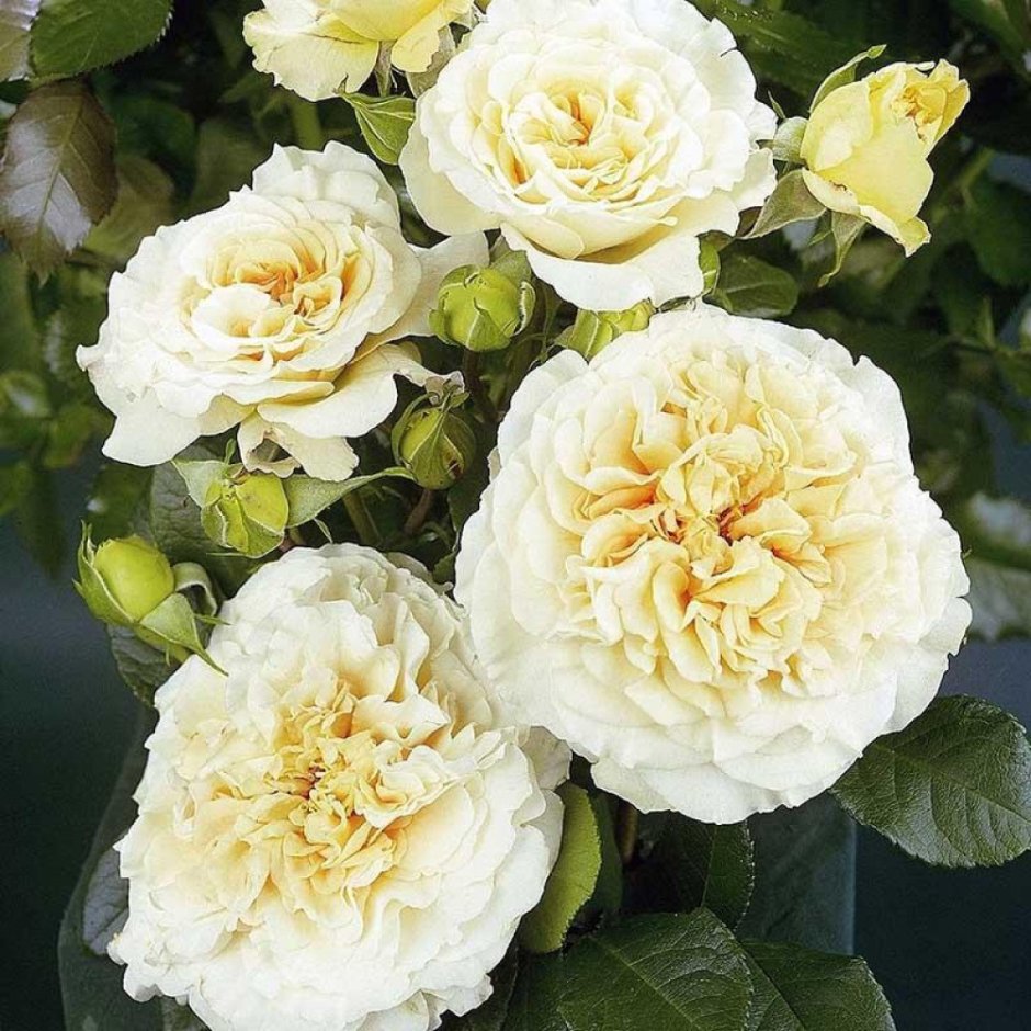Чайно-гибридные розы Комтесса (Comtessa)