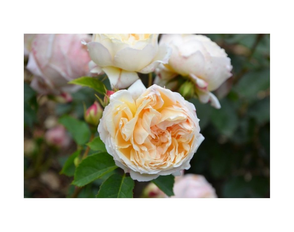 Charles de Nervaux роза