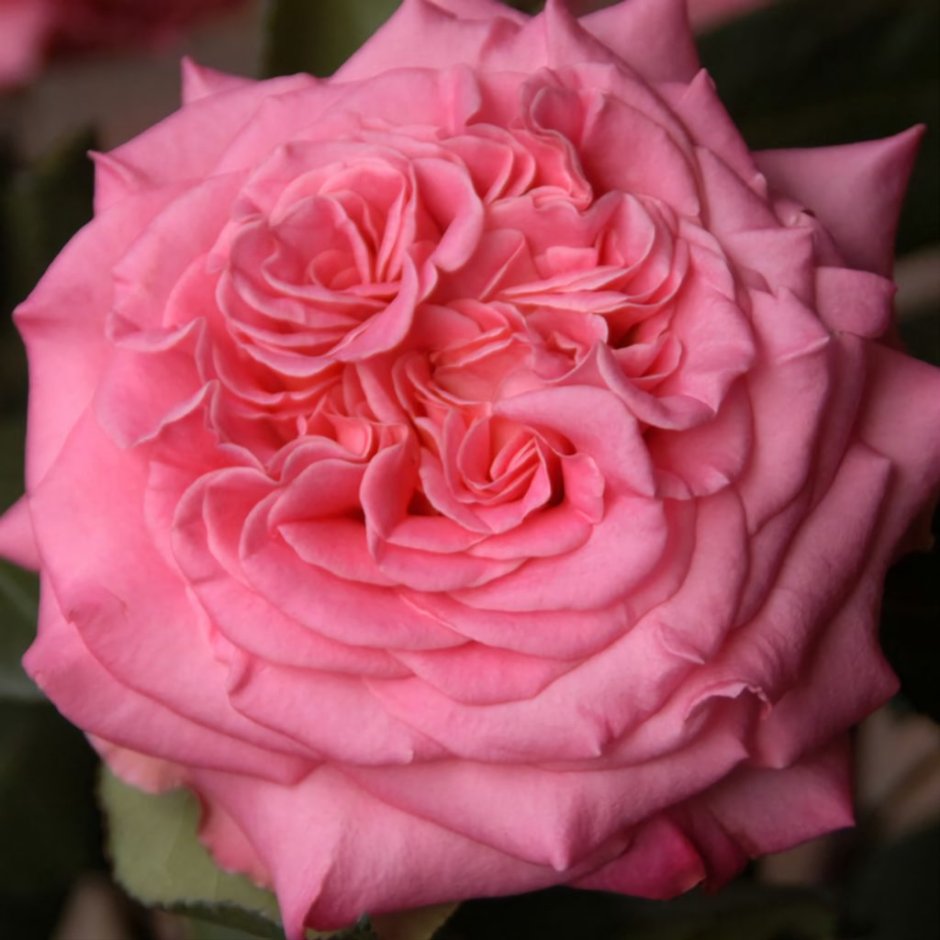 Роза чайно-гибридная Эш