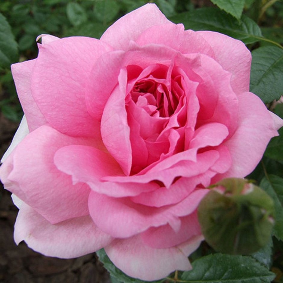 Канадская роза Ламберт кросс
