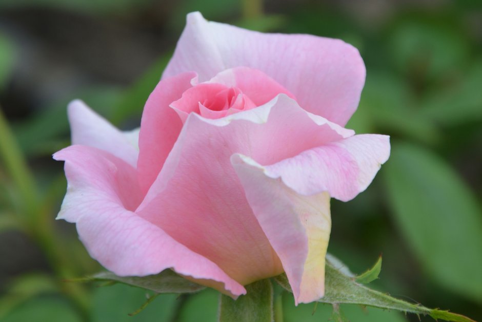 Роза канадская Парковая Ламберт Клосс