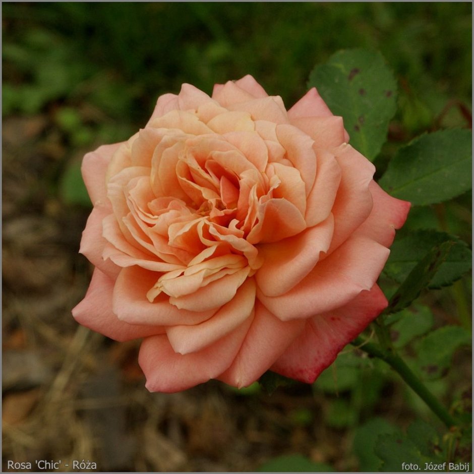 Роза Афродита флорибунда