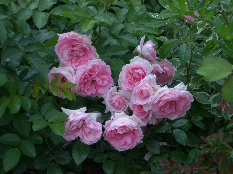 Роза канадская Lambert Closse