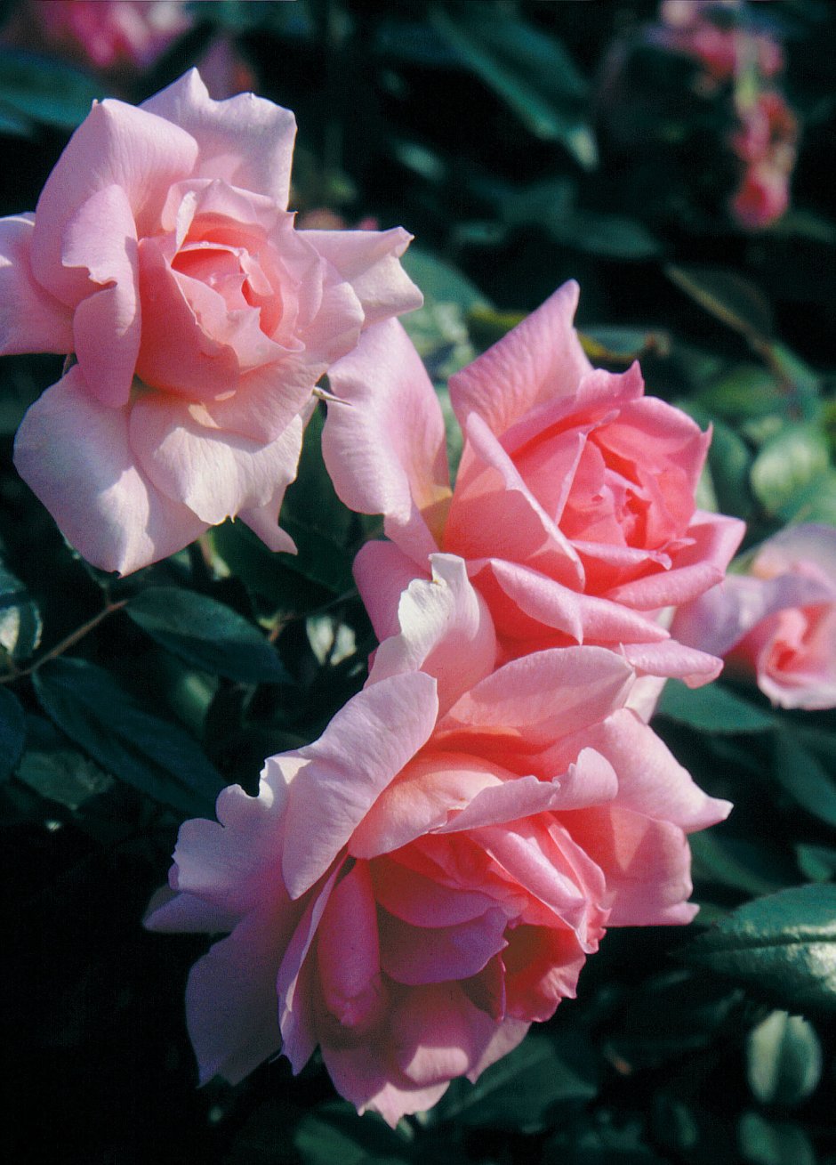 Роза Ламберт Клосс канадская Парковая роза Ламберт Клосс