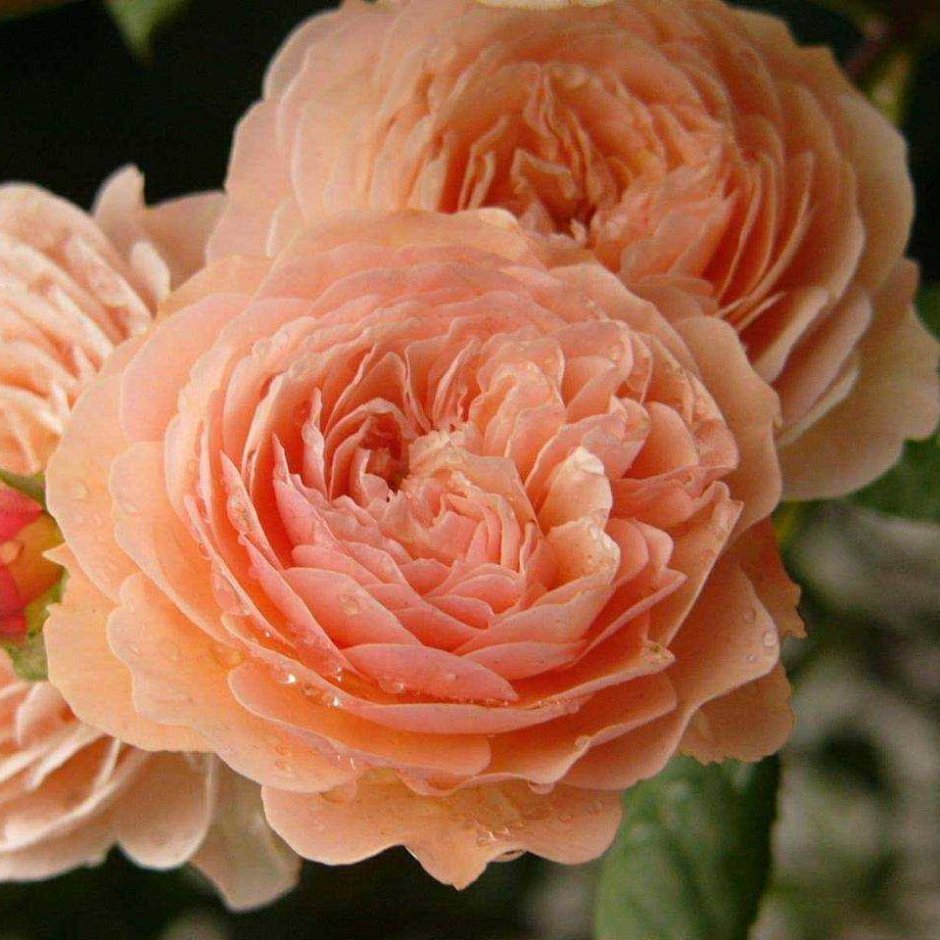 Розы шрабы Дэвида Остина