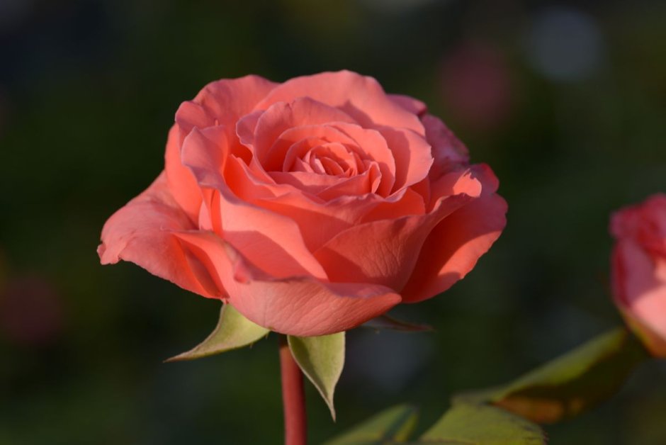 Мари Каролайн Marie Caroline роза