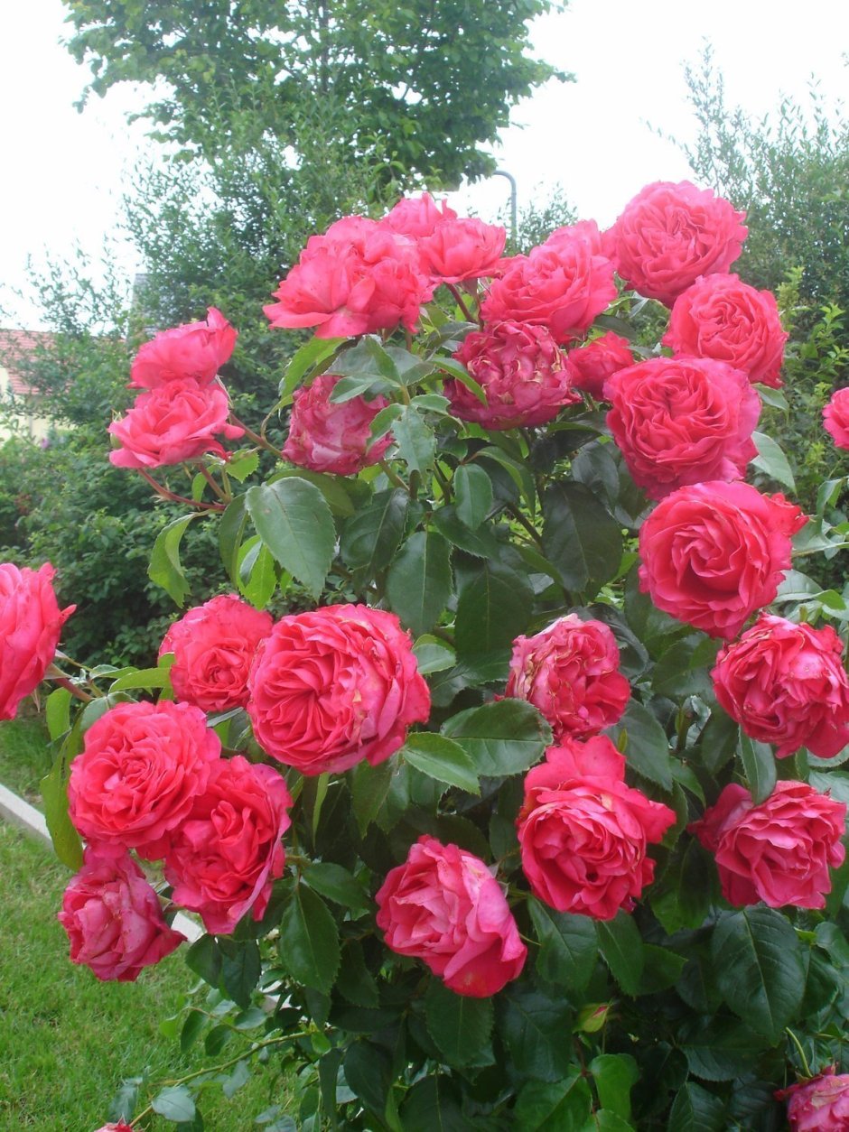 Роза чайно-гибридная черри леди