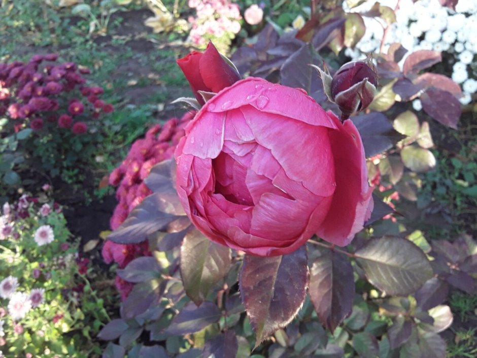 Gartenprinzessin Marie-Jose роза