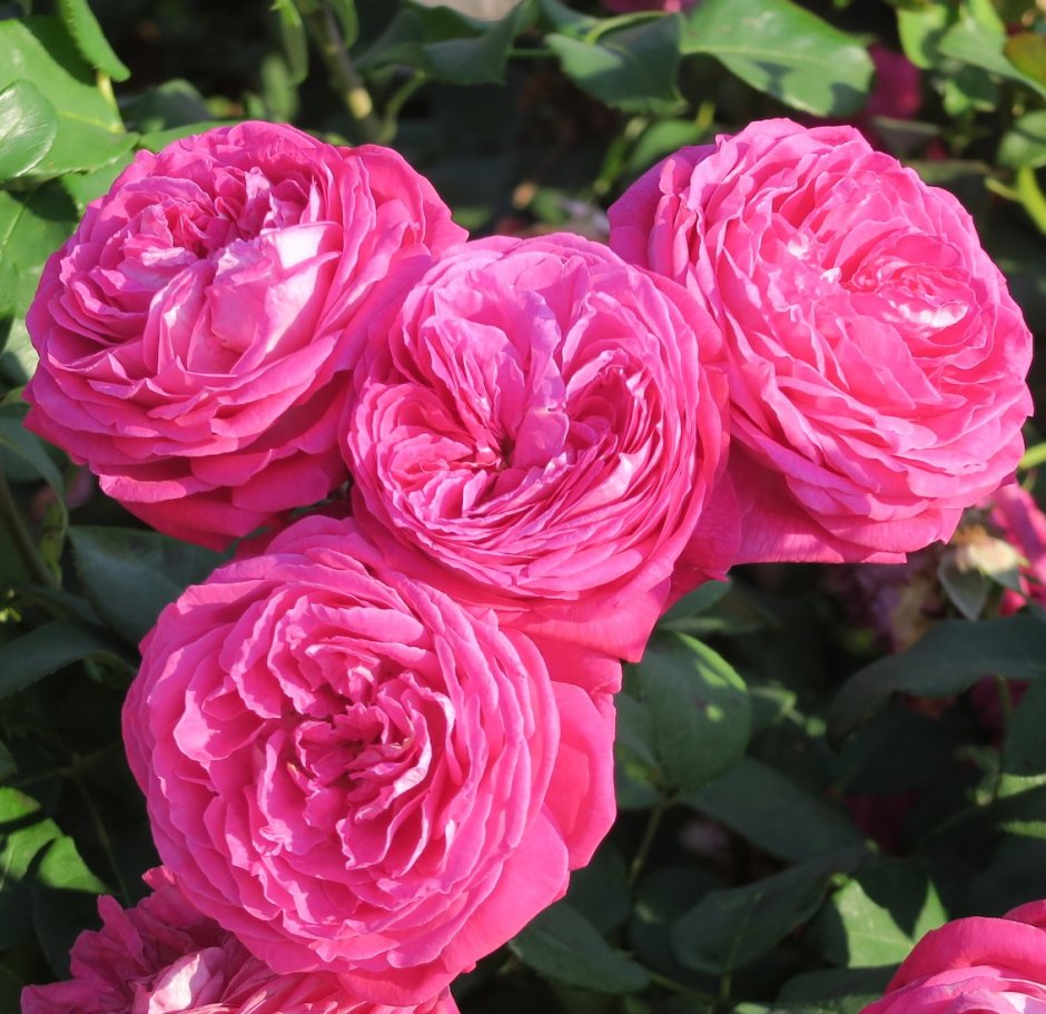 Freifrau Caroline роза