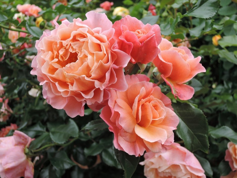 Роза шраб Мари Кюри