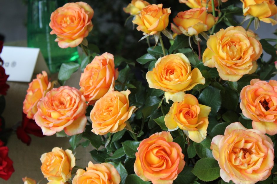Роза чайно-гибридная роз де Мон де Марсан