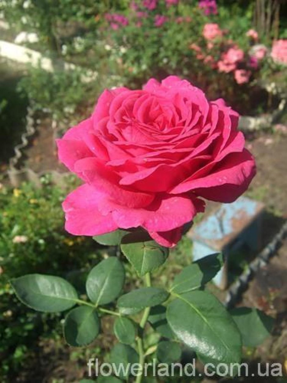 Роза чайно-гибридная Биг пёпл