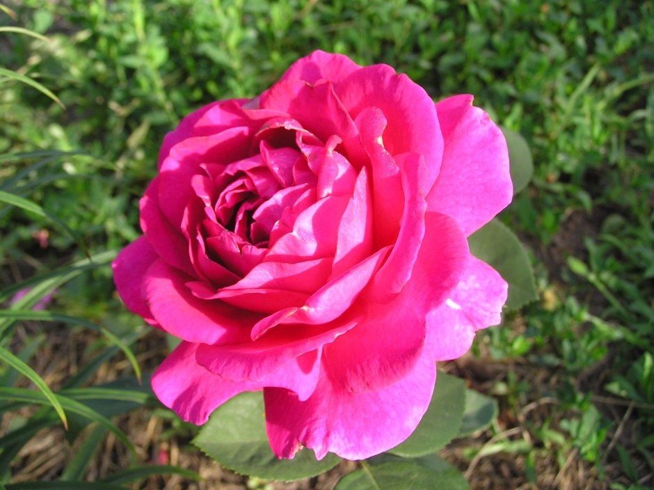 Юрианда (Jorianda) роза