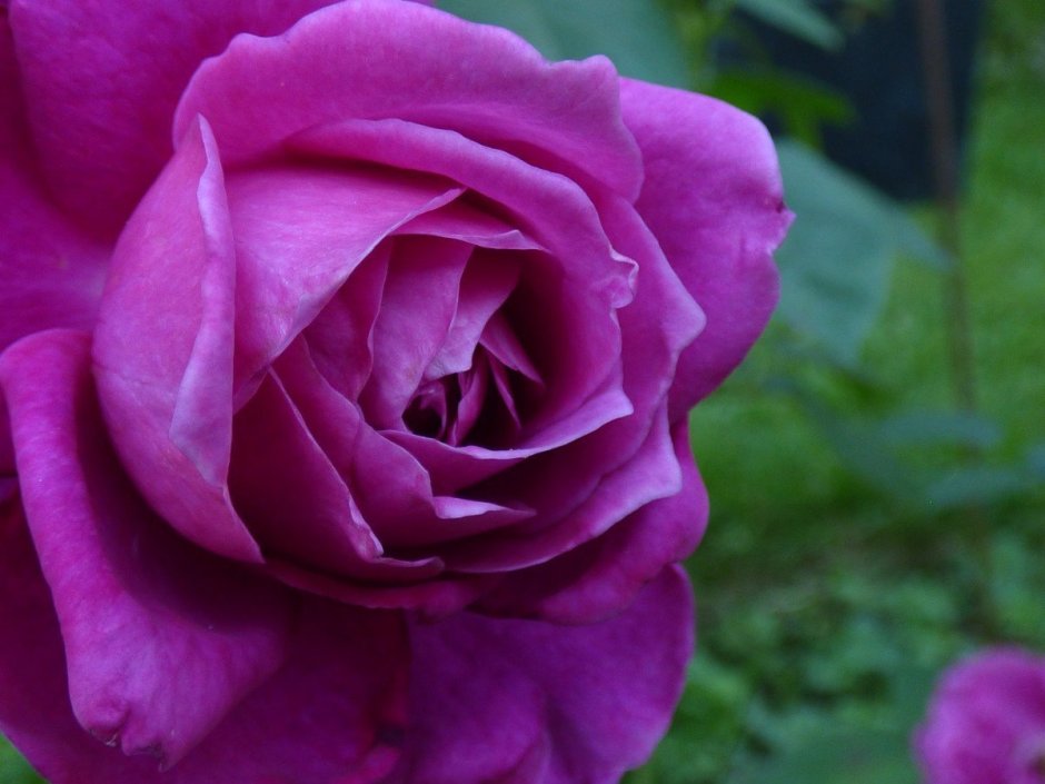 Роза чайно-гибридная фиолетовая