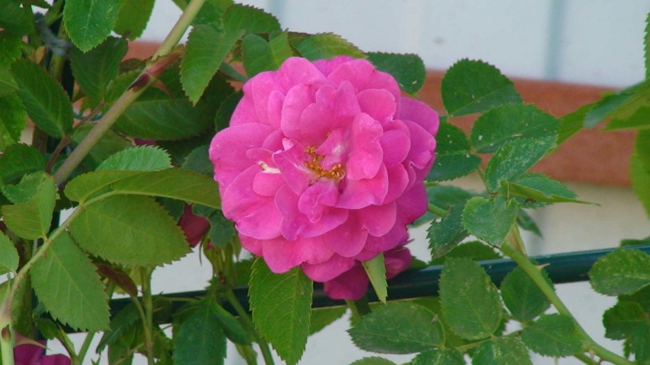 Роза канадская Джон Кэбот (John Cabot)