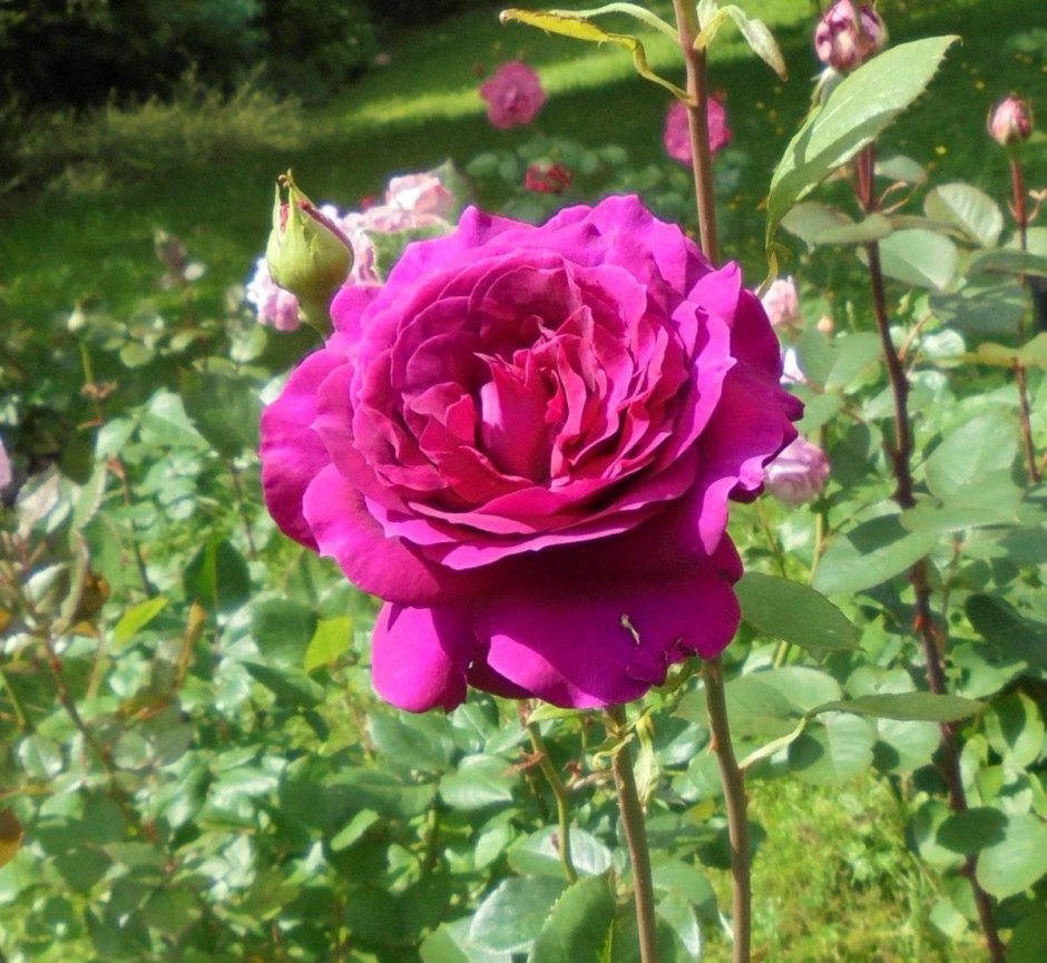 Роза чайно-гибридная Биг Парпл