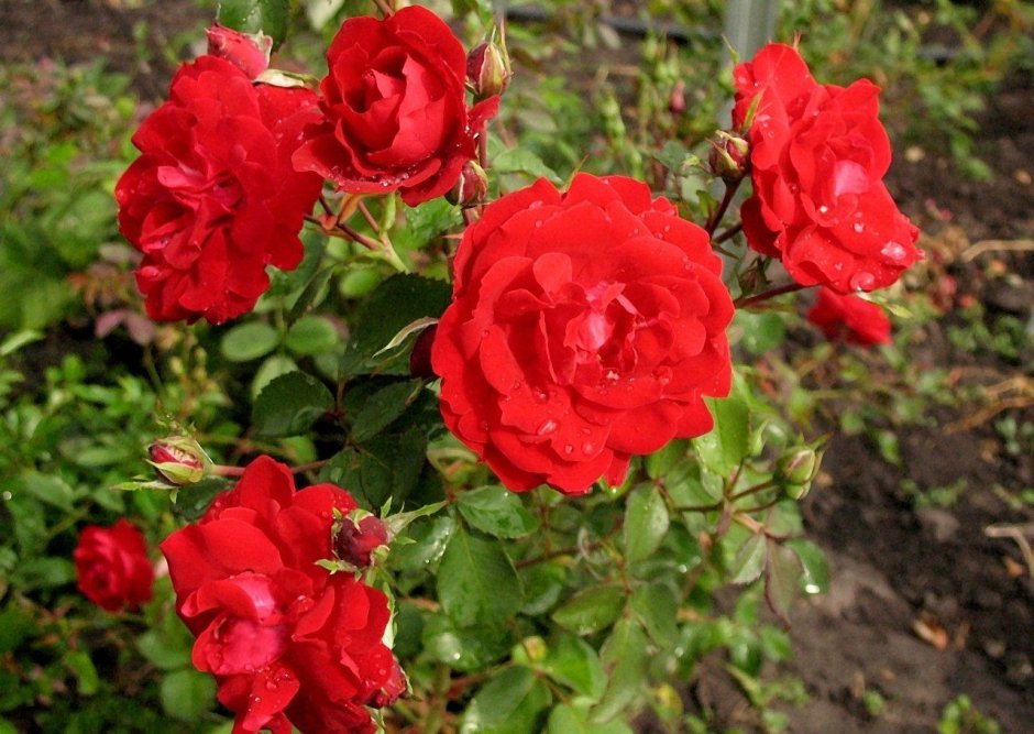 Роза канадская Парковая Чамплейн
