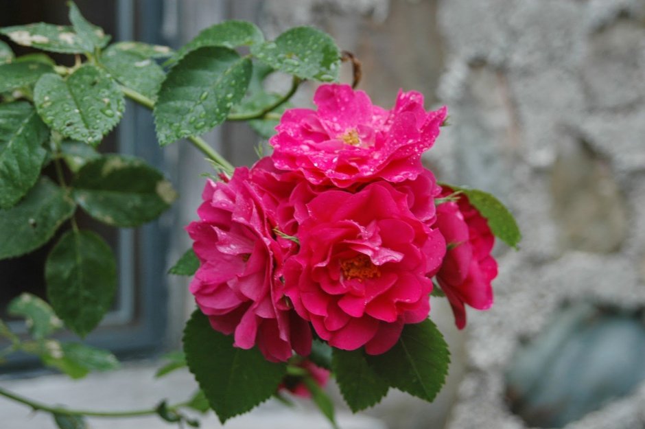 Роза плетистая John Cabot