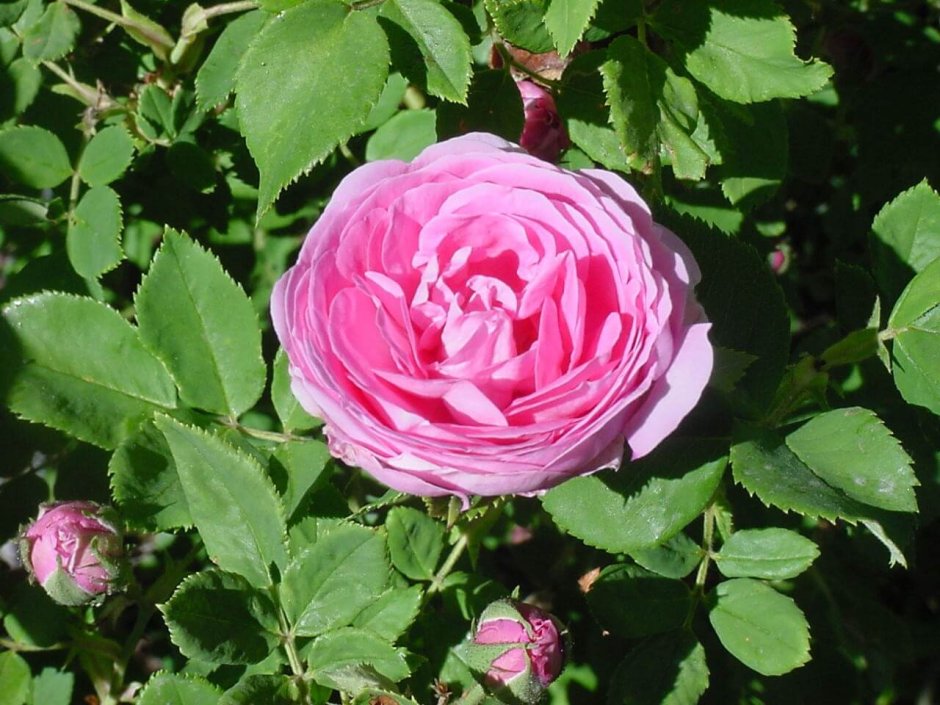 Бурбонская роза Луис Одьер