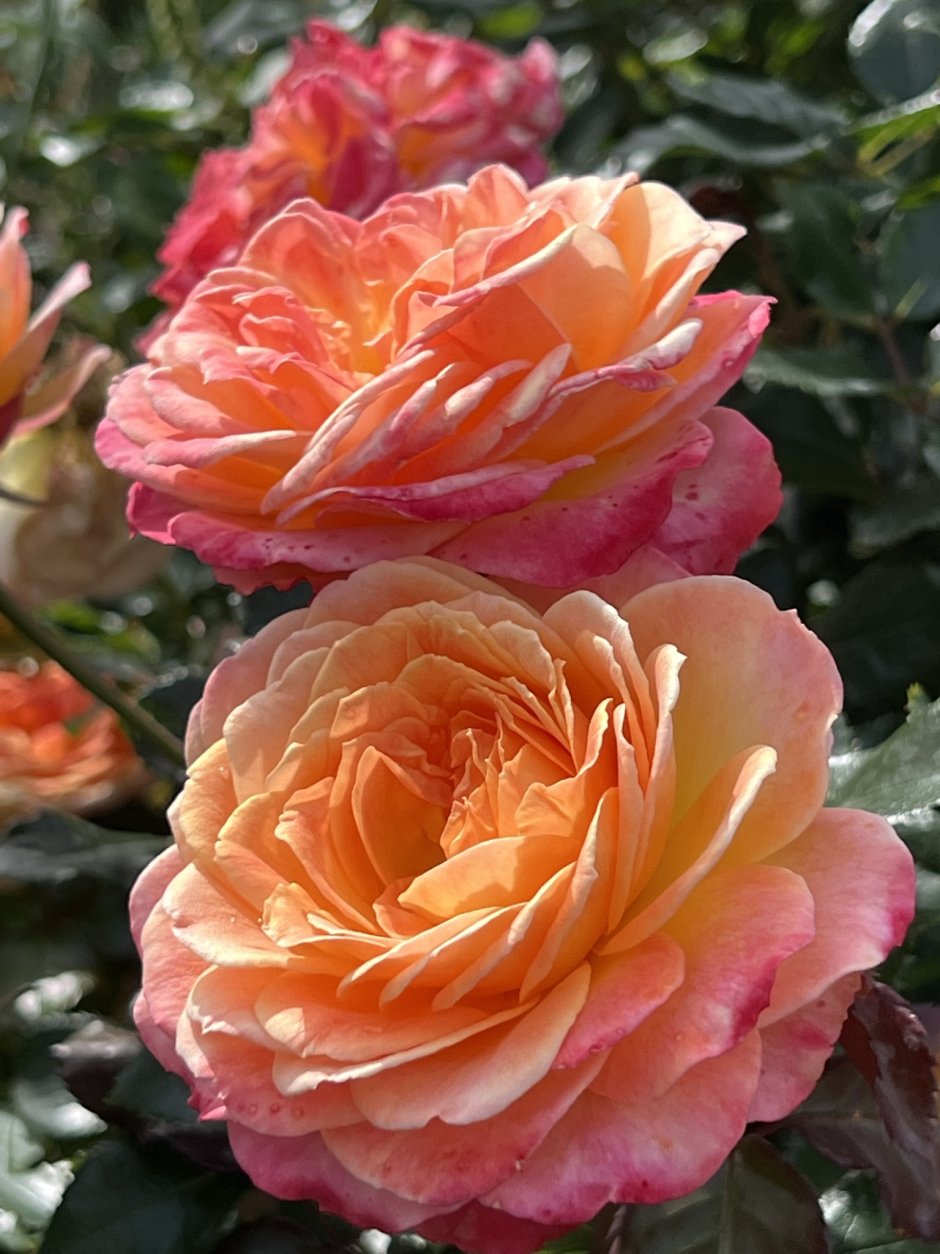Роза шраб Бельведер оранжевая