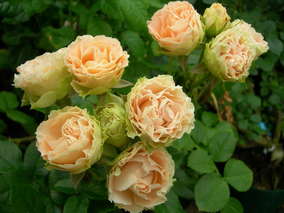Роза японская Сесиль де Воланж