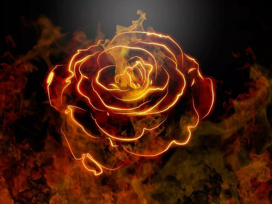 Розы огненного цвета