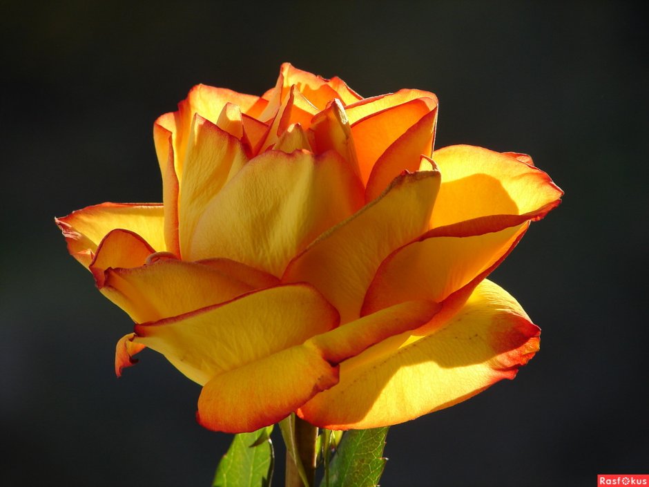 Роза чайно-гибридная золотой дракон