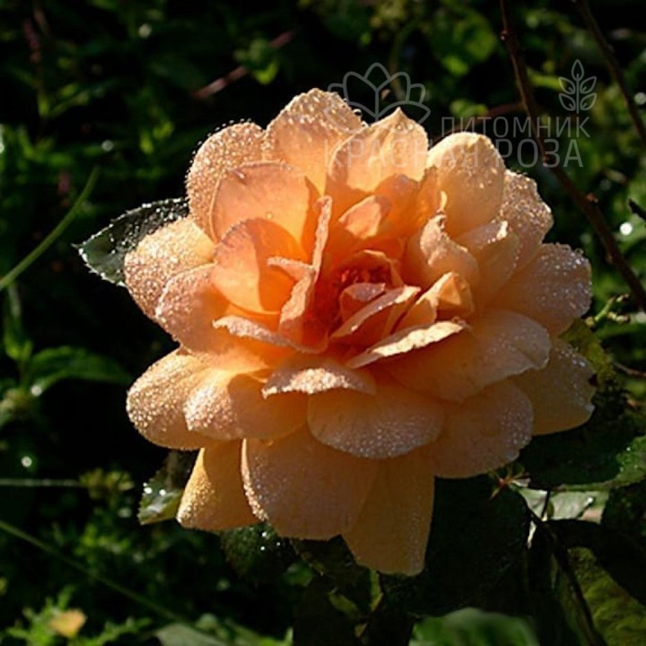 Роза альпин Сансет