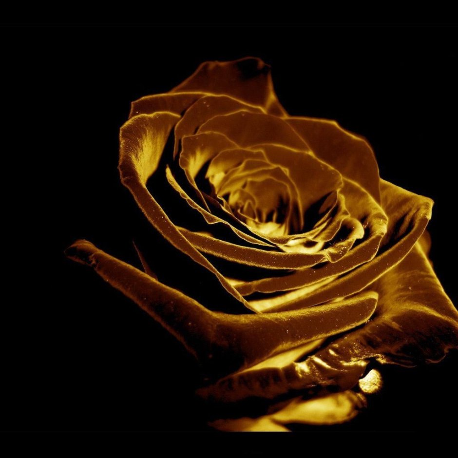 Золотистые розы