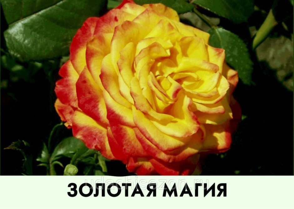 Роза чайно-гибридная Хай Мэджик