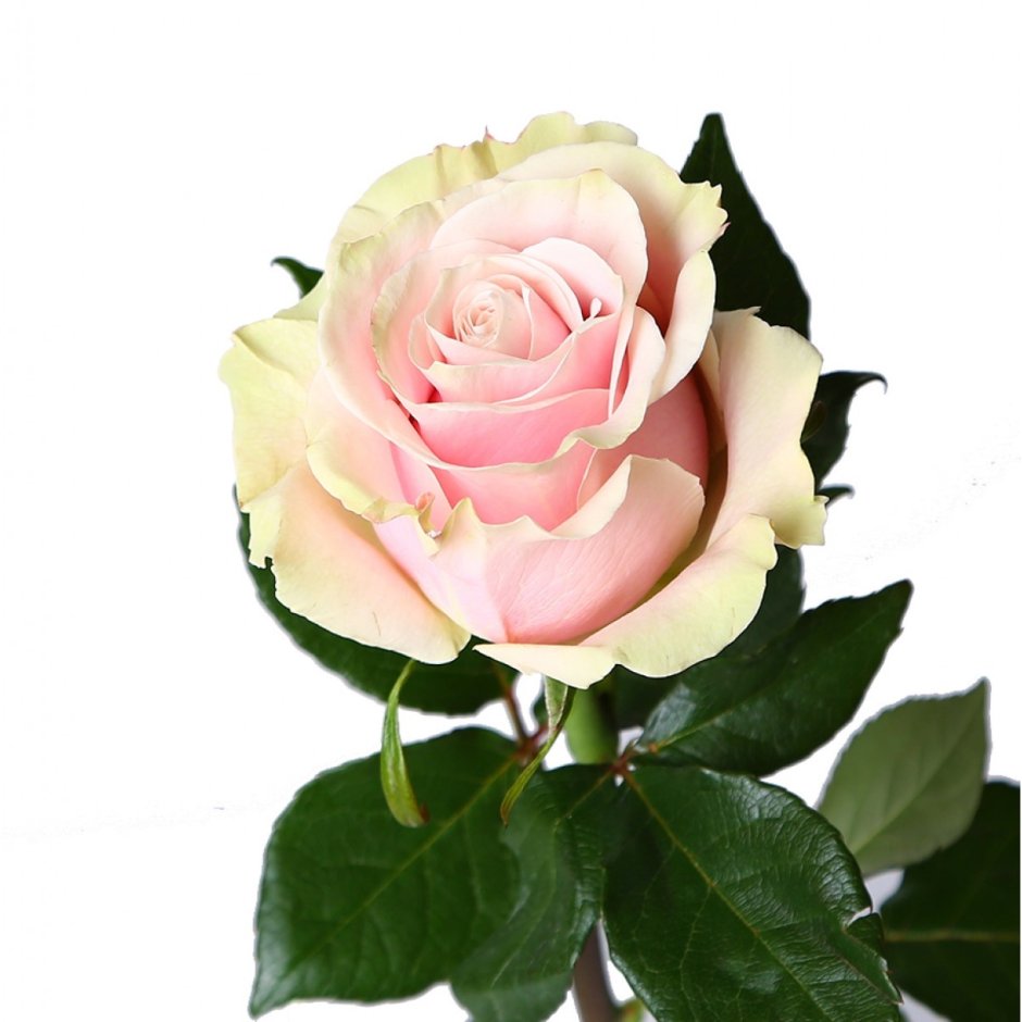 Pink Mondial роза Эквадор