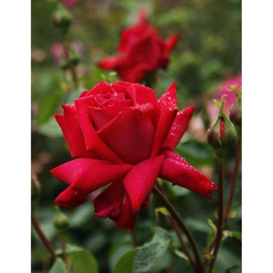 Роза Red Devil