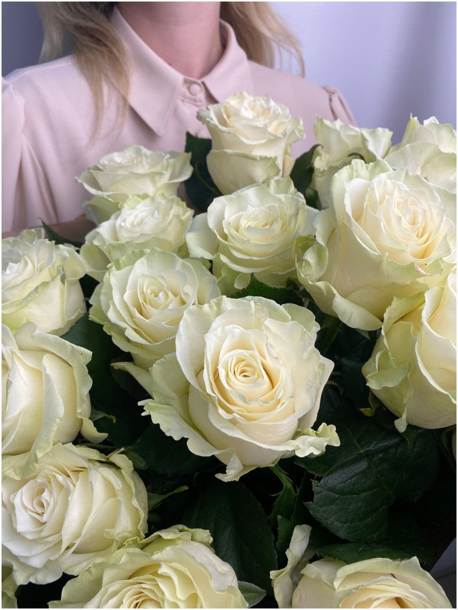 Белые розы сорт Мондиаль