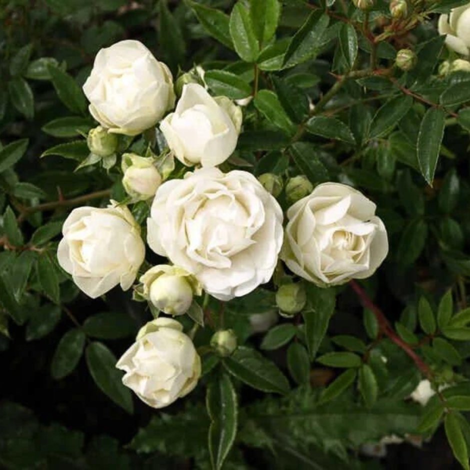 Уайт Морсдаг White morsdag роза