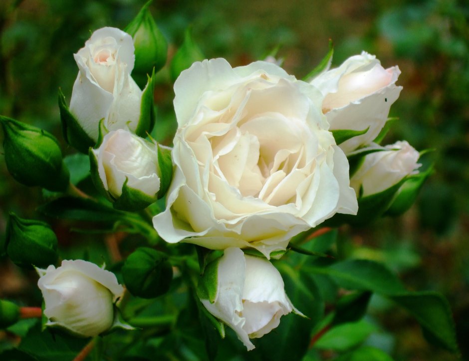 Куст белых роз